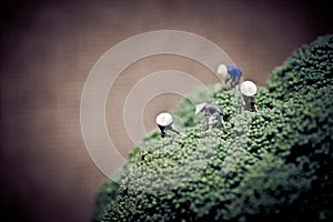 Asian farmers harvesting broccoli. Color tone tuned