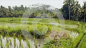 Asian farmers harvesting rice