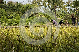 Asian farmers are harvesting rice seeds