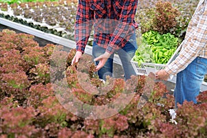 Asian farmers harvesting vegetables from hydroponics farms, Organic vegetables