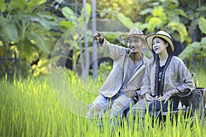 Asian Farmers take care of the rice quality in the field as well as harvest the produce