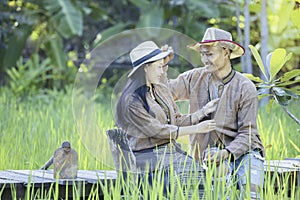 Asian Farmers take care of the rice quality in the field as well as harvest the produce.