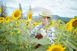 Asian farmers are using holograms Watching the development of his sunflower farm business with pleasure. Morning sun