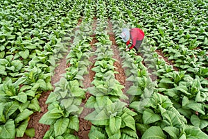 Asian farmers were growing tobacco in a converted tobacco growing in the country, thailand