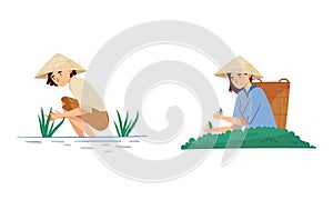Asian farmers working on farm set. Peasants in straw conical hats harvesting tea and planting rice cartoon vector