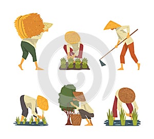 Asian farmers working on field set. Peasants characters in straw conical hat planting and harvesting rice cartoon vector