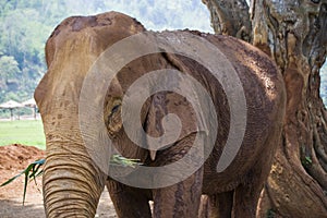 Asian Female Elephant