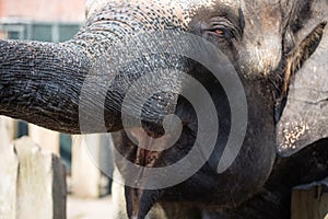 Asian female elephants beg for food at a zoo in Liaoning, China