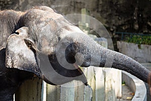 Asian female elephants beg for food at a zoo in Liaoning, China