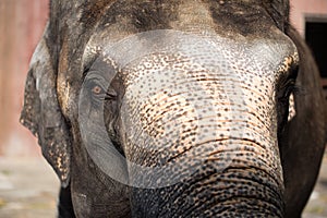 Asian female elephants beg for food at a zoo in Liaoning, China