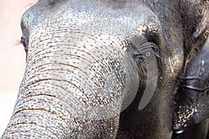 Asian female elephants beg for food at a zoo in Liaoning, China