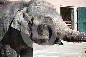 Asian female elephants beg for food at a zoo in Liaoning, China