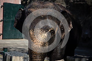 Asian female elephants beg for food at a zoo in Liaoning, China