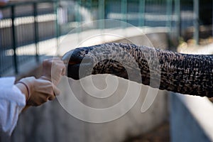 Asian female elephants beg for food at a zoo in Liaoning, China