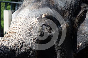 Asian female elephants beg for food at a zoo in Liaoning, China