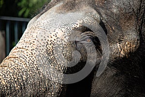 Asian female elephants beg for food at a zoo in Liaoning, China