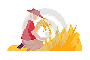 Asian Female Farmer with Hook Reaping Ear of Wheat Vector Illustration photo