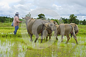 Asian female farmer taking care of water buffalos