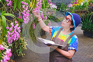 Asian female gardener is checking the quality of pink rhynchostylis gigantea hybrid orchids are blooming inside of greenhouse
