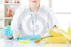 Asian female scientist looking corn for genetic modification res