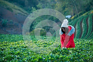 Asian female tourist picking strawberries in a strawberry farm in the morning