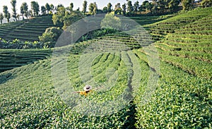 Asian female tourist in yellow dress at green tea plantation with natural light in the morning, Chiang Rai, Thailand