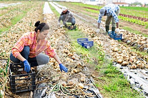 Asian female vegetable grower picking onions on field photo