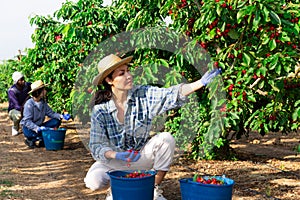 Asian female worker picking cherries in the farm garden