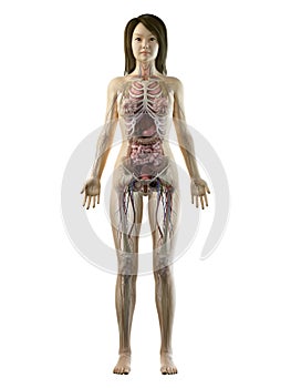 An asian females full body anatomy