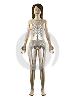 An asian females skeletal system