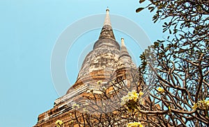 Asian flower in front of heritage Buddism temple