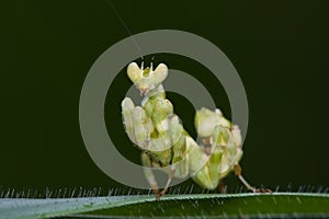 Asian flower mantis