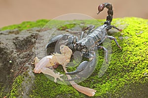 An Asian forest scorpion is eating a lizard on a rock overgrown with moss.