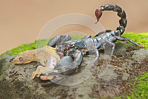 An Asian forest scorpion is eating a lizard on a rock overgrown with moss.