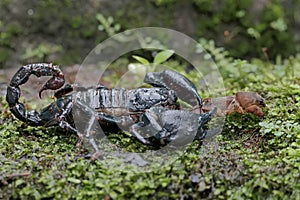 An Asian forest scorpion is eating a mole cricket on a rock overgrown with moss.