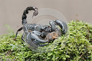 An Asian forest scorpion is eating a mole cricket on a rock overgrown with moss.