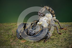 Asian forest scorpion (Heterometrus spinifer) carrying her new cubs