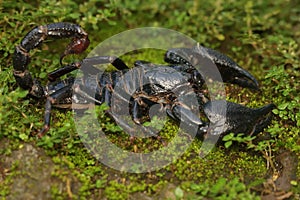 An Asian forest scorpion is looking for prey on a rock overgrown with moss.