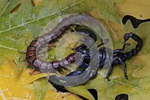 An Asian forest scorpion is ready to prey on a centipede (Scolopendra morsitans) in a pile of dry leaves.