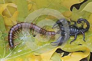 An Asian forest scorpion is ready to prey on a centipede (Scolopendra morsitans) in a pile of dry leaves.