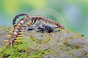 An Asian forest scorpion is ready to prey on a centipede (Scolopendra morsitans) on a rock overgrown with moss.