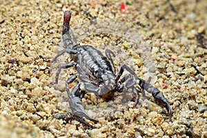 Asian Forest Scorpion on sand  in  tropical  garden