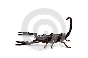 Asian forest scorpion on white