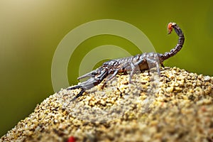 Asian Forest Scorpion on wood  in  tropical  garden