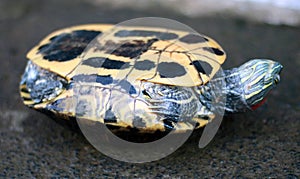 Asian forest tortoise