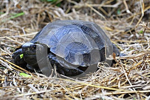 The Asian forest tortoise Manouria emys,