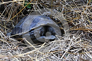 The Asian forest tortoise Manouria emys,