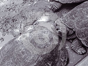 The Asian forest tortoise Manouria emys