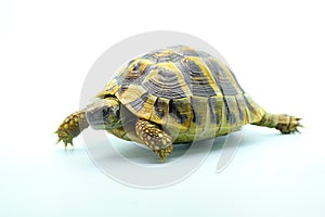 An Asian forest tortoise is moving slowly.