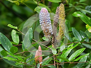 Asian foxtail flower in pink purple Uraria crinita in the gard